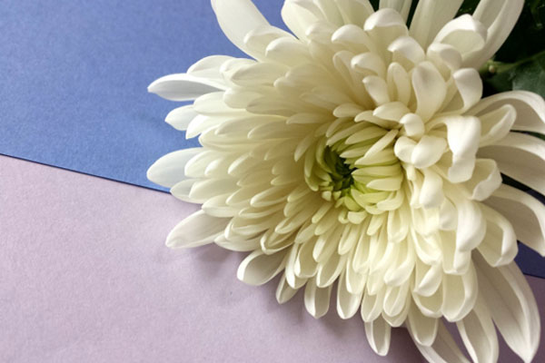 お葬式に供花を送るときの選び方とマナー