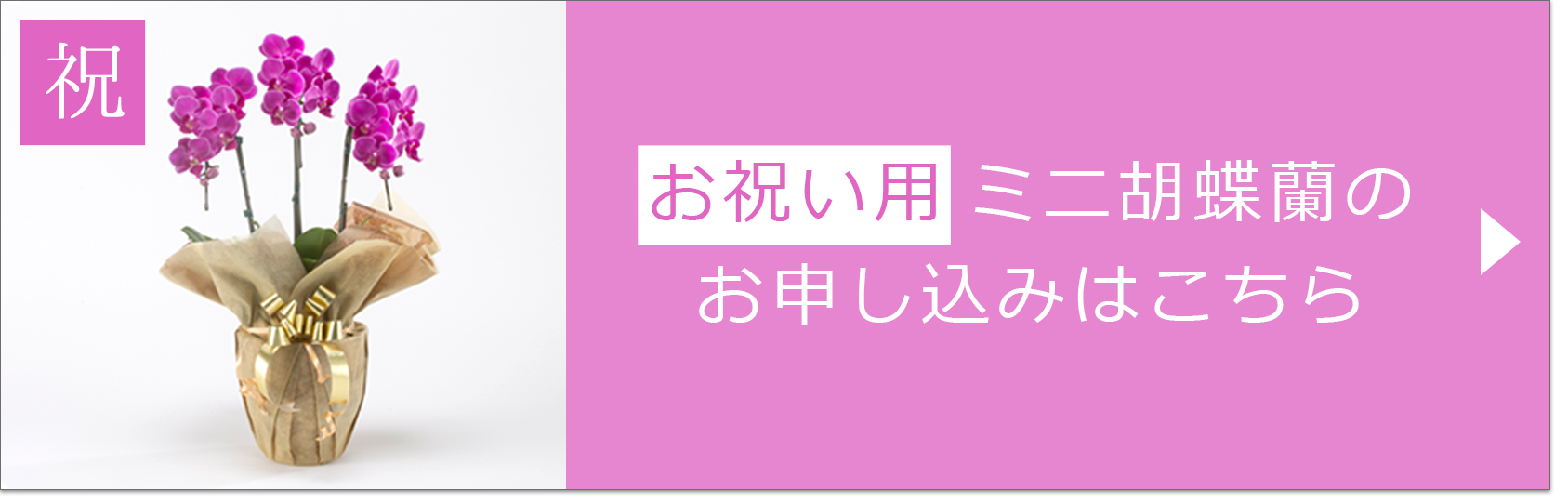 お祝い用・お悔やみ用ミニ胡蝶蘭 | 【電報サービス】VERY CARD